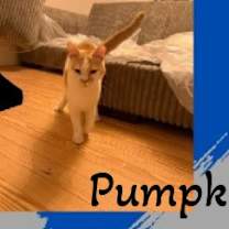 Thumbnail photo of Pumpkin - Adoption Pending #4