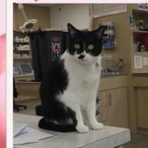 Thumbnail photo of Momma Kitty - Wise Eyes, Lover #1