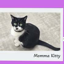 Thumbnail photo of Momma Kitty - Wise Eyes, Lover #2