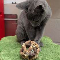 Thumbnail photo of Treats #4