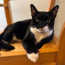 Thumbnail photo of Alfie #1