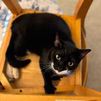 Thumbnail photo of Alfie #2