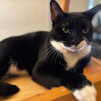 Thumbnail photo of Alfie #3