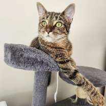 Thumbnail photo of Proudfoot #3