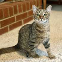 Thumbnail photo of Proudfoot #4