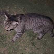 Thumbnail photo of Sweet & Sour #3