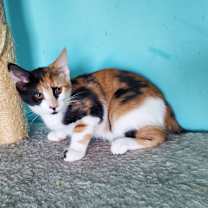 adopt-pet