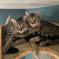 Thumbnail photo of Rebel #2