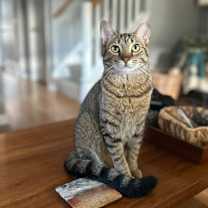 Thumbnail photo of Rebel #3