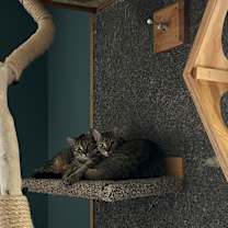 Thumbnail photo of Rebel #4