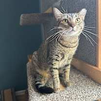 Thumbnail photo of Phoenix #3