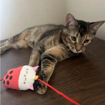 Thumbnail photo of Toothless #3