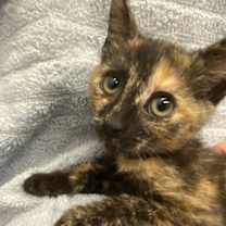 Thumbnail photo of Sprinkles #1