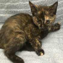 Thumbnail photo of Sprinkles #2