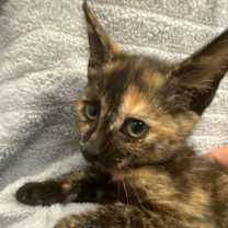 Thumbnail photo of Sprinkles #3