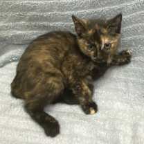 Thumbnail photo of Sprinkles #4