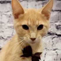 Thumbnail photo of Edison #3