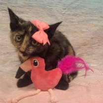 Thumbnail photo of Liberty #3