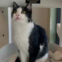 Thumbnail photo of Leto #1