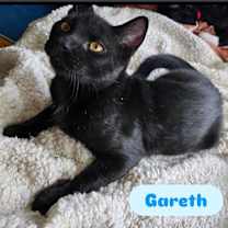 Thumbnail photo of Gwyn Groth Gatreth #2