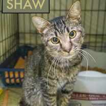 Thumbnail photo of Shaw (FCID# 09/10/2205 - 3 Trainer) #1