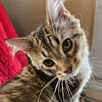 Thumbnail photo of Naan #2