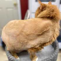 Thumbnail photo of Augustus #2