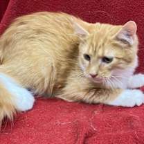 Thumbnail photo of Ree Mix #3