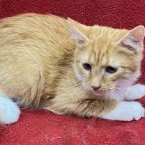 Thumbnail photo of Ree Mix #3