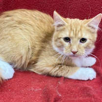 Thumbnail photo of Ree Mix #2