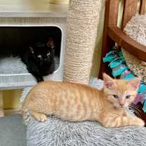 Thumbnail photo of Nicky #1