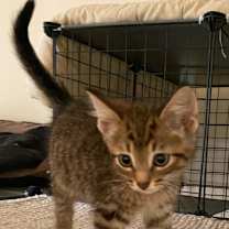 Thumbnail photo of Wilbur Wright #1