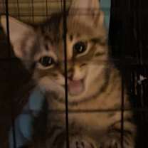 Thumbnail photo of Wilbur Wright #2