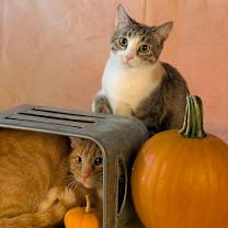 Thumbnail photo of Peeta #1