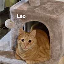 Thumbnail photo of Leo #1