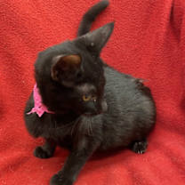 Thumbnail photo of Black Swan #3