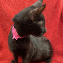 Thumbnail photo of Black Swan #1