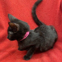 Thumbnail photo of Black Swan #2