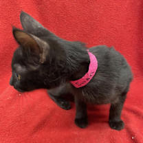 Thumbnail photo of Black Swan #3