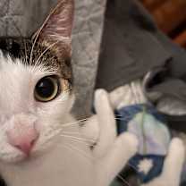 Thumbnail photo of Patty #2