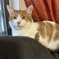 Thumbnail photo of Jasper AKA Rocky - SPECIAL NEEDS - HCM #3