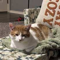 Thumbnail photo of Jasper AKA Rocky - SPECIAL NEEDS - HCM #4