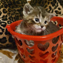 Thumbnail photo of Rikku #2