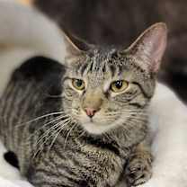 Thumbnail photo of Cesar #4