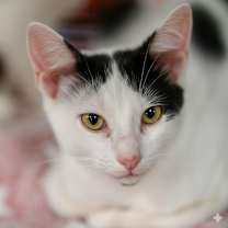 Thumbnail photo of Chandler #2