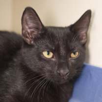 Thumbnail photo of Cicada #3