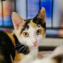 Thumbnail photo of Phoebe #1