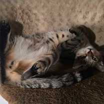 Thumbnail photo of Roly-Poly #1