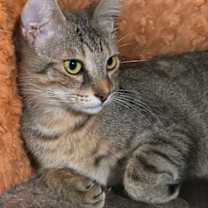 Thumbnail photo of Roly-Poly #2