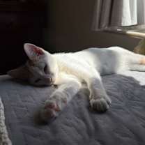 Thumbnail photo of Stay Puft #2